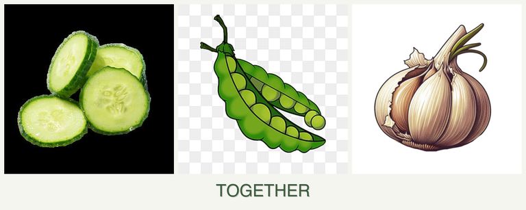 Can you plant cucumbers, peas and garlic together?
