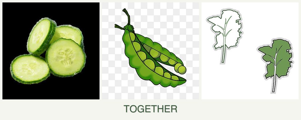 Can you plant cucumbers, peas and kale together?