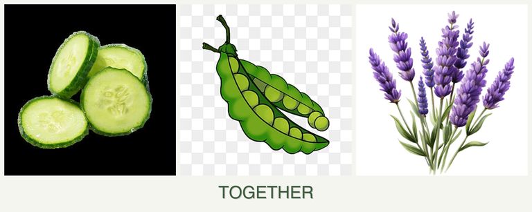 Can you plant cucumbers, peas and lavender together?