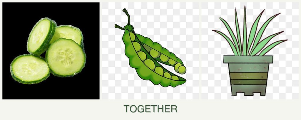 Can you plant cucumbers, peas and lemongrass together?