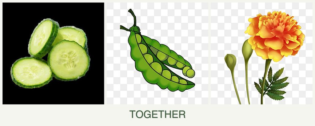 Can you plant cucumbers, peas and marigolds together?