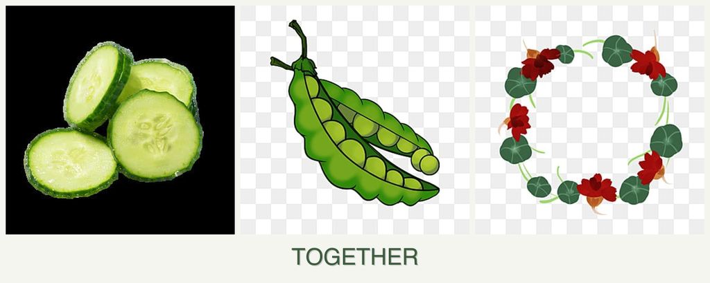 Can you plant cucumbers, peas and nasturtiums together?