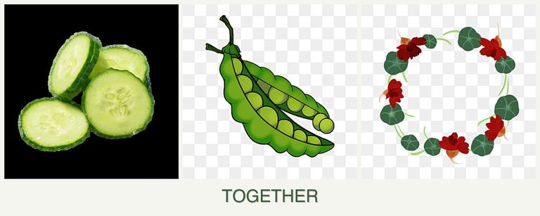 Can you plant cucumbers, peas and nasturtiums together?