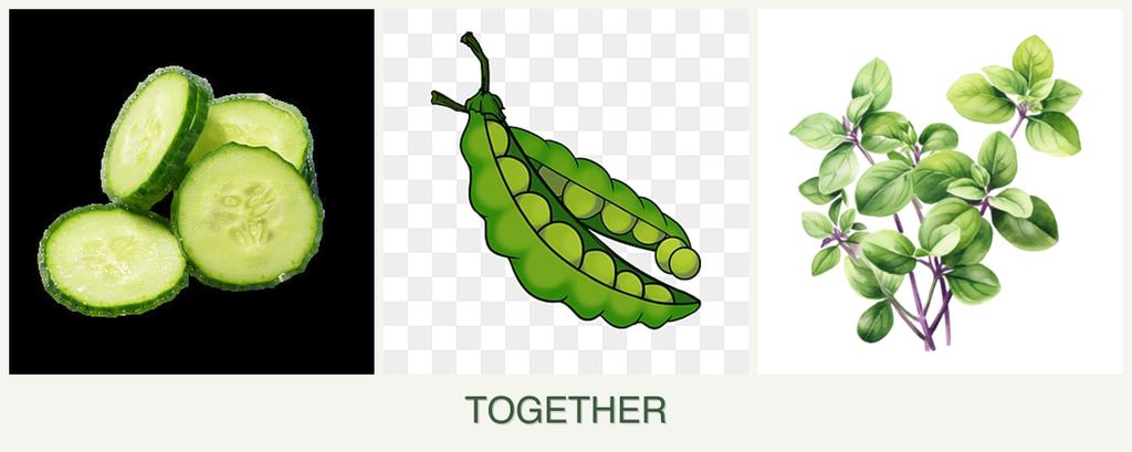 Can you plant cucumbers, peas and oregano together?