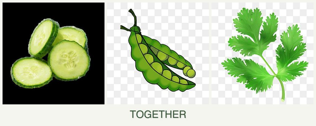 Can you plant cucumbers, peas and parsley together?