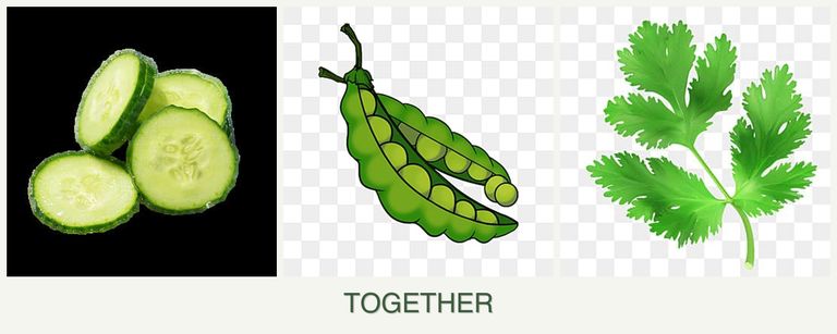 Can you plant cucumbers, peas and parsley together?