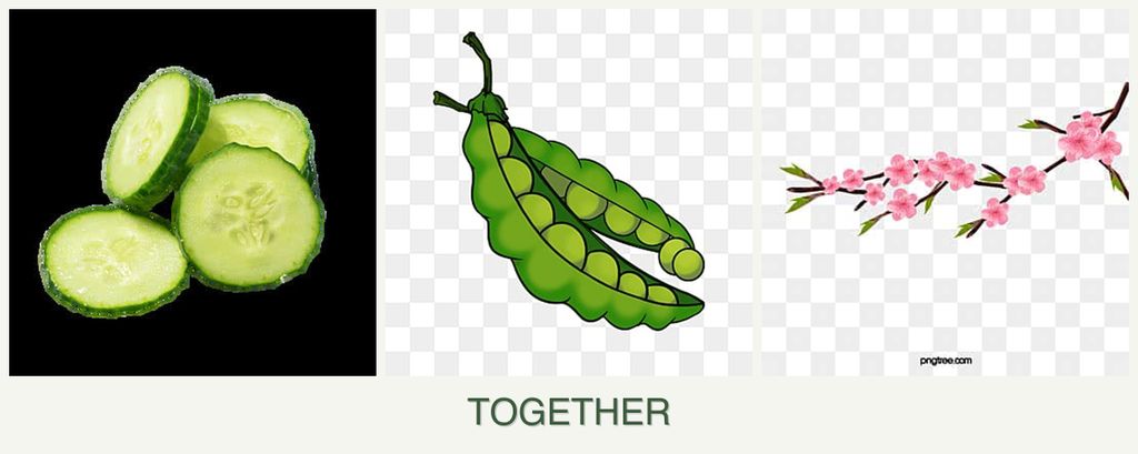 Can you plant cucumbers, peas and peaches together?
