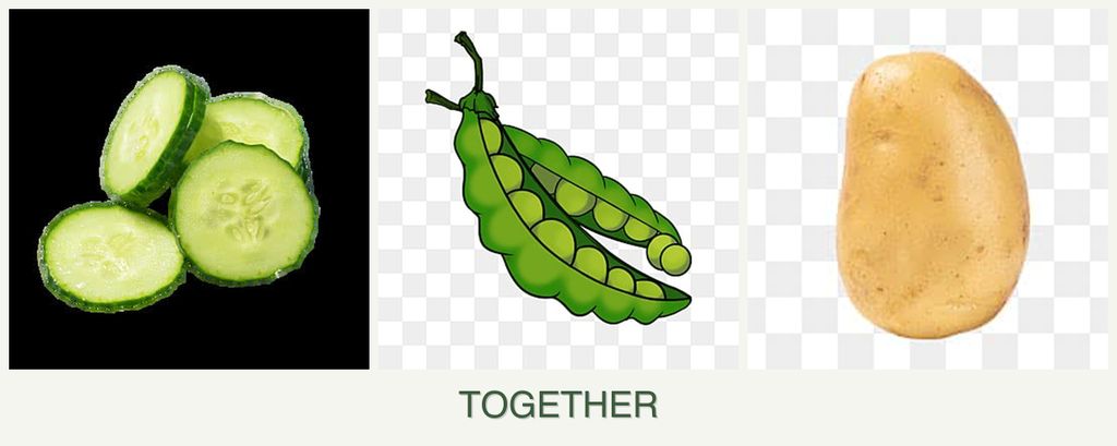 Can you plant cucumbers, peas and potatoes together?