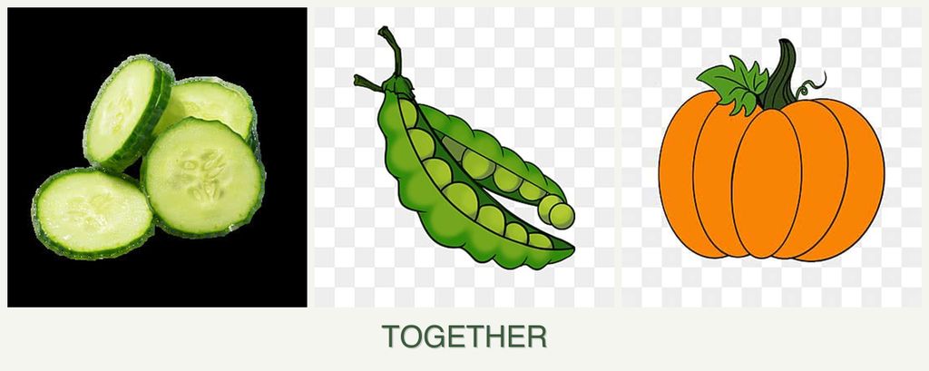 Can you plant cucumbers, peas and pumpkin together?