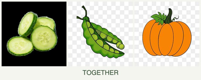 Can you plant cucumbers, peas and pumpkin together?