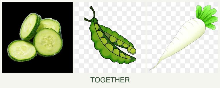 Can you plant cucumbers, peas and radishes together?