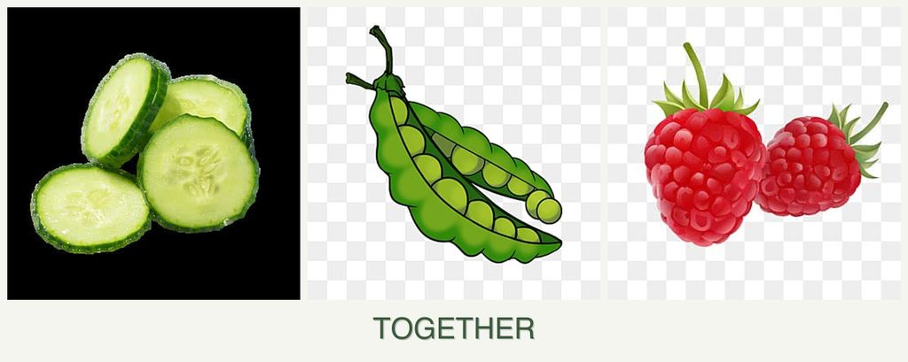 Can you plant cucumbers, peas and raspberries together?