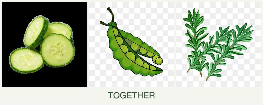 Can you plant cucumbers, peas and rosemary together?