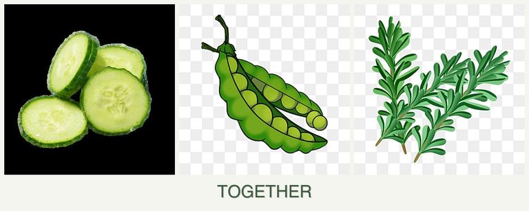 Can you plant cucumbers, peas and rosemary together?
