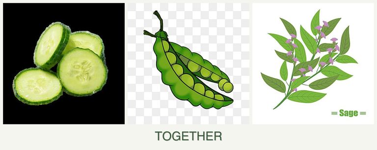 Can you plant cucumbers, peas and sage together?