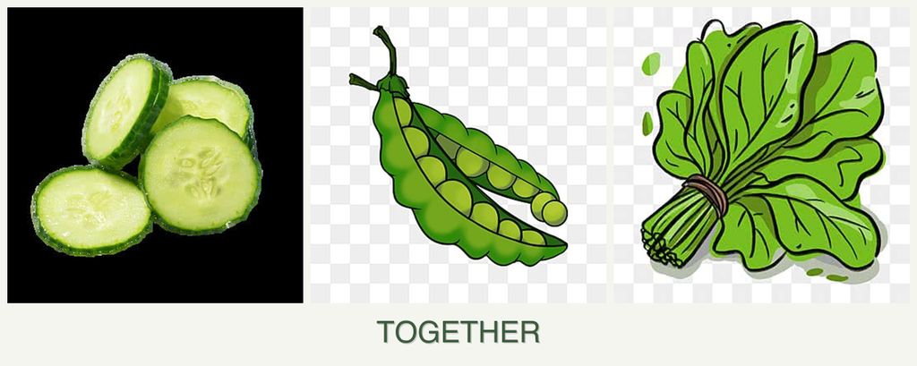 Can you plant cucumbers, peas and spinach together?