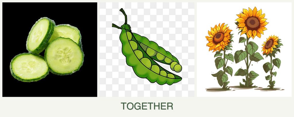Can you plant cucumbers, peas and sunflowers together?
