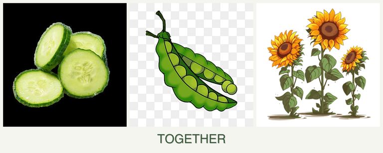 Can you plant cucumbers, peas and sunflowers together?