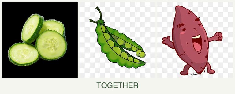 Can you plant cucumbers, peas and sweet potatoes together?