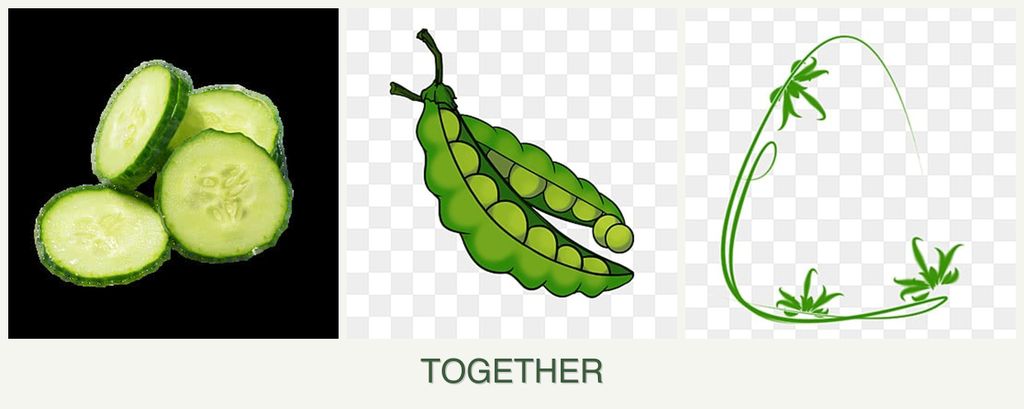 Can you plant cucumbers, peas and tarragon together?