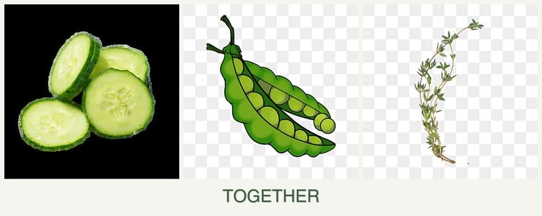 Can you plant cucumbers, peas and thyme together?