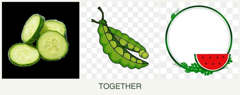 Can you plant cucumbers, peas and watermelons together?