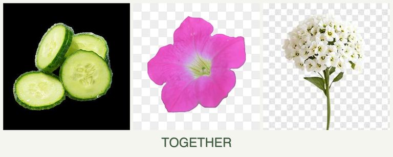Can you plant cucumbers, petunias and alyssum together?