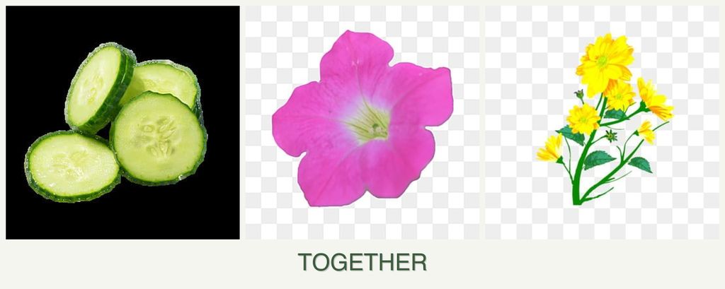Can you plant cucumbers, petunias and calendula together?