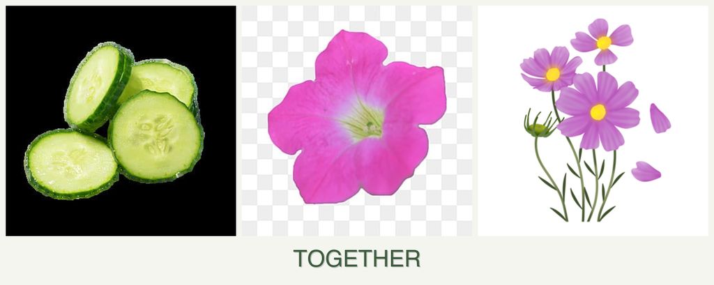 Can you plant cucumbers, petunias and cosmos together?