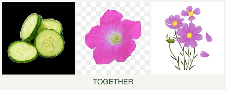 Can you plant cucumbers, petunias and cosmos together?