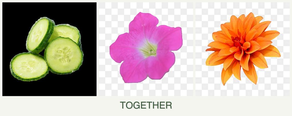 Can you plant cucumbers, petunias and dahlias together?