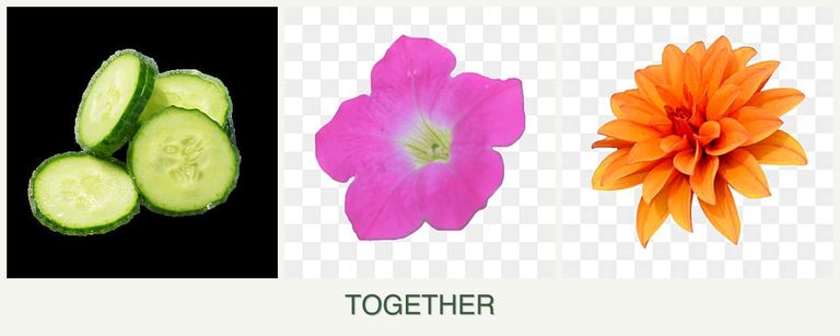 Can you plant cucumbers, petunias and dahlias together?