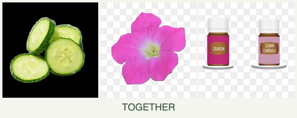 Can you plant cucumbers, petunias and geraniums together?