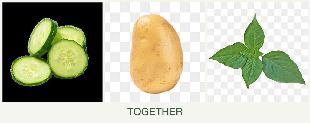 Can you plant cucumbers, potatoes and basil together?