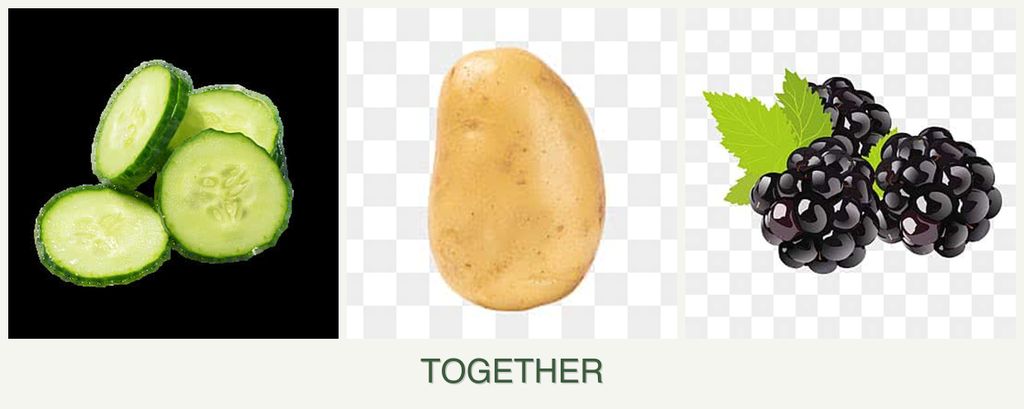 Can you plant cucumbers, potatoes and blackberries together?