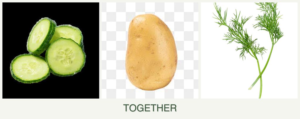 Can you plant cucumbers, potatoes and dill together?