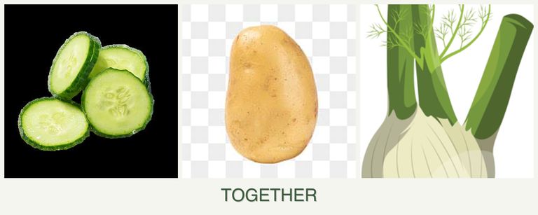 Can you plant cucumbers, potatoes and fennel together?