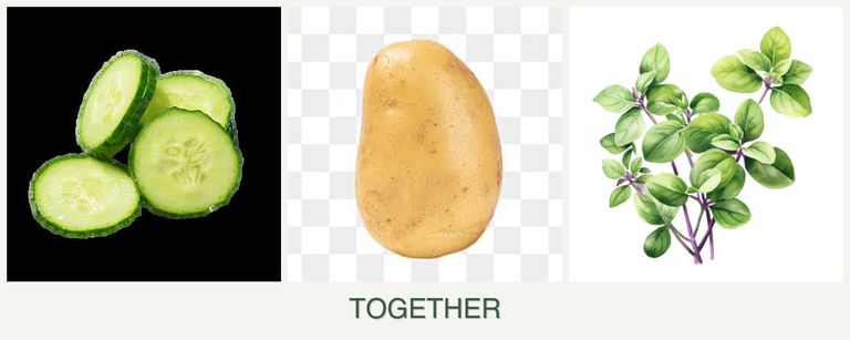 Can you plant cucumbers, potatoes and oregano together?