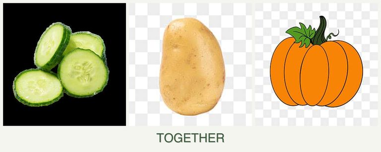 Can you plant cucumbers, potatoes and pumpkin together?