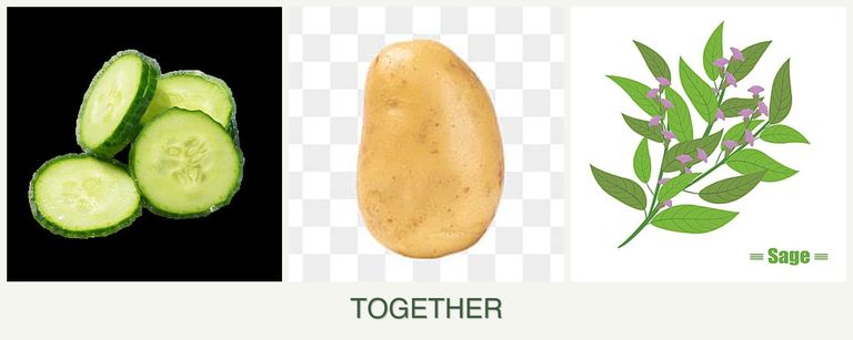 Can you plant cucumbers, potatoes and sage together?