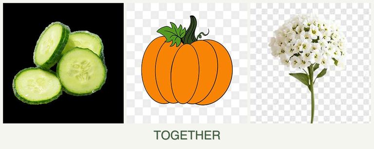 Can you plant cucumbers, pumpkin and alyssum together?