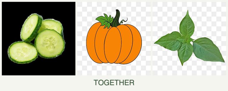 Can you plant cucumbers, pumpkin and basil together?
