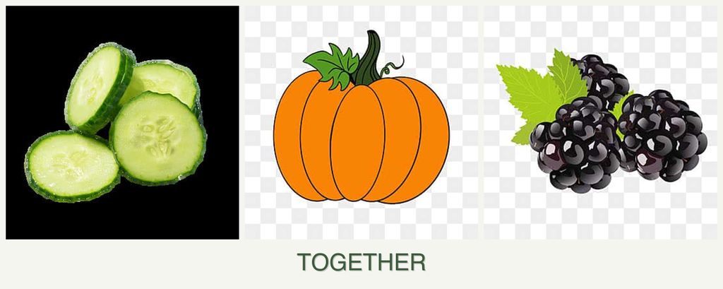 Can you plant cucumbers, pumpkin and blackberries together?