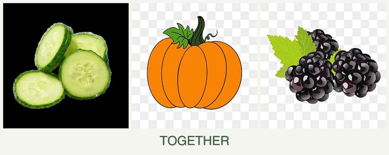 Can you plant cucumbers, pumpkin and blackberries together?
