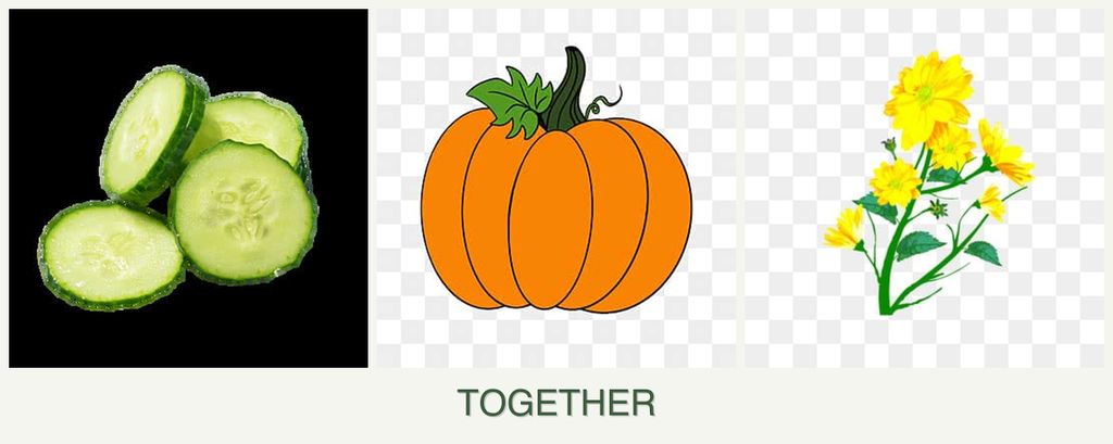 Can you plant cucumbers, pumpkin and calendula together?