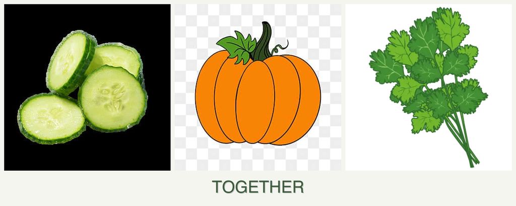 Can you plant cucumbers, pumpkin and cilantro together?