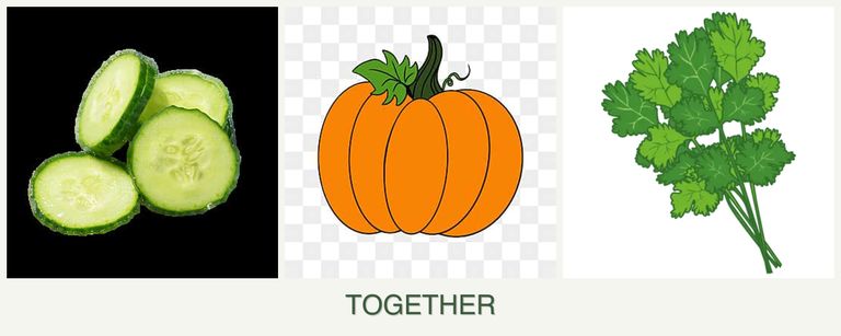 Can you plant cucumbers, pumpkin and cilantro together?