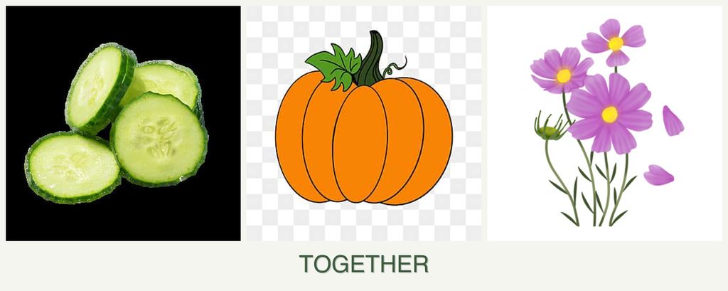 Can you plant cucumbers, pumpkin and cosmos together?