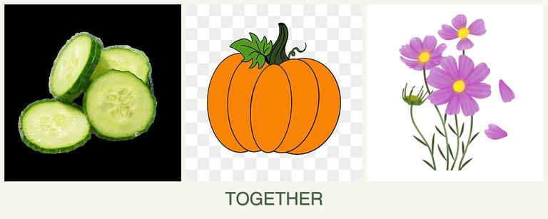 Can you plant cucumbers, pumpkin and cosmos together?