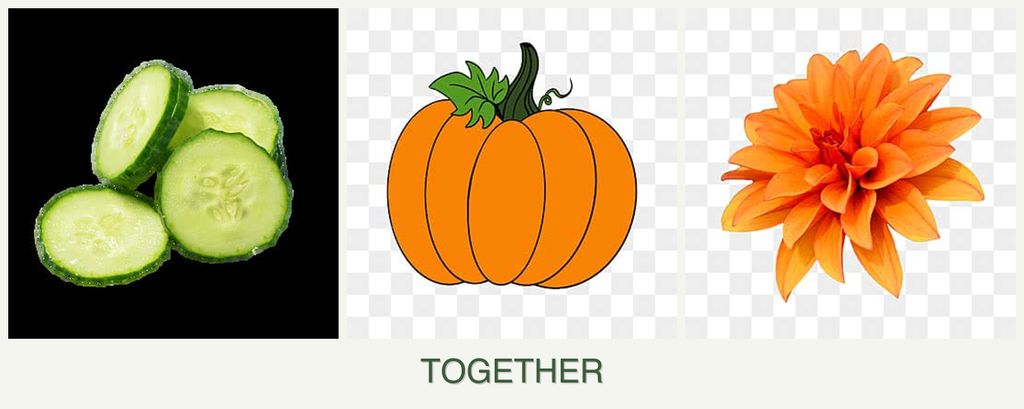 Can you plant cucumbers, pumpkin and dahlias together?